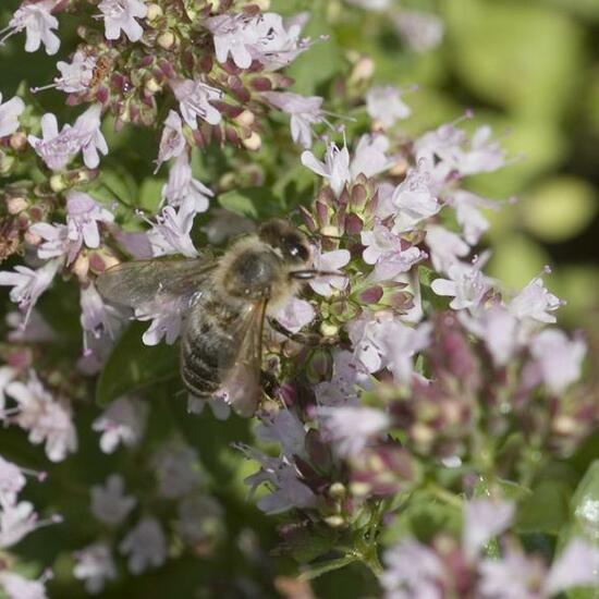 Apis mellifera: Animal in habitat Garden in the NatureSpots App