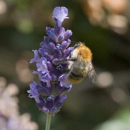 Bombus pascuorum: Animal in habitat Garden in the NatureSpots App