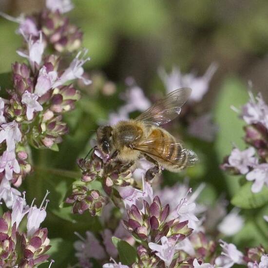 Apis mellifera: Animal in habitat Garden in the NatureSpots App