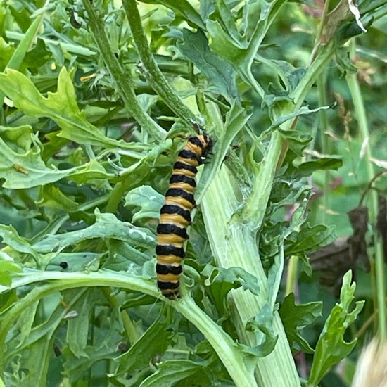 Cinnabar moth: Animal in habitat Garden in the NatureSpots App