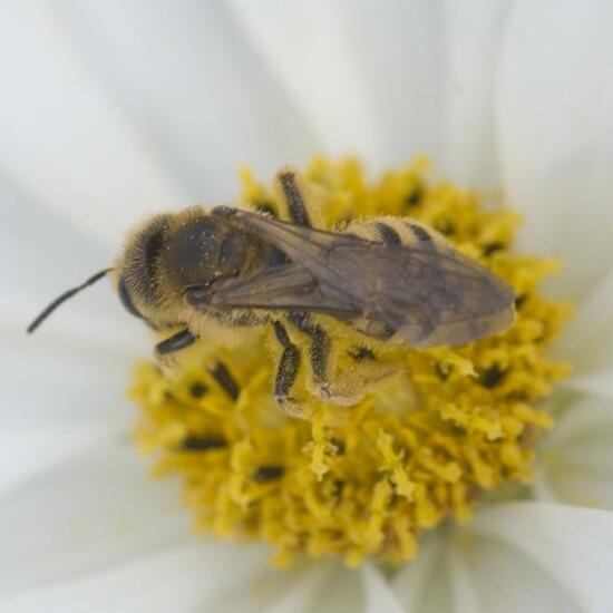 Halictus scabiosae: Animal in habitat Garden in the NatureSpots App