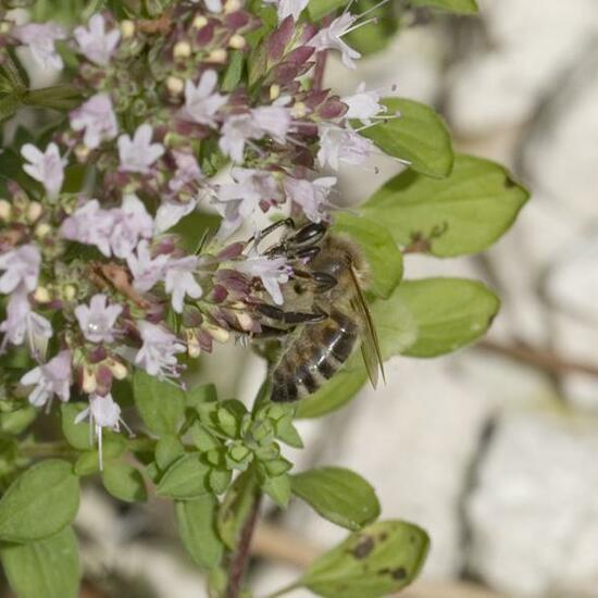 Westliche Honigbiene: Tier im Habitat Garten in der NatureSpots App