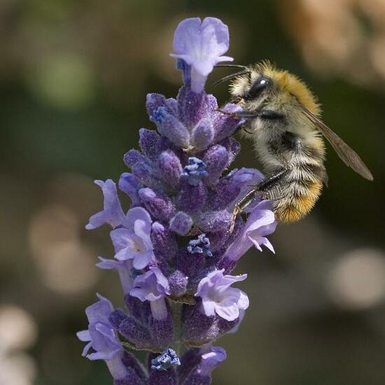 Bombus pascuorum: Animal in habitat Garden in the NatureSpots App