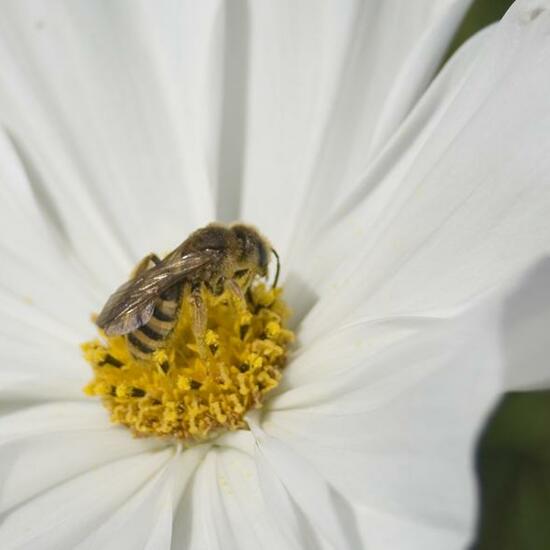 Halictus scabiosae: Animal in habitat Garden in the NatureSpots App