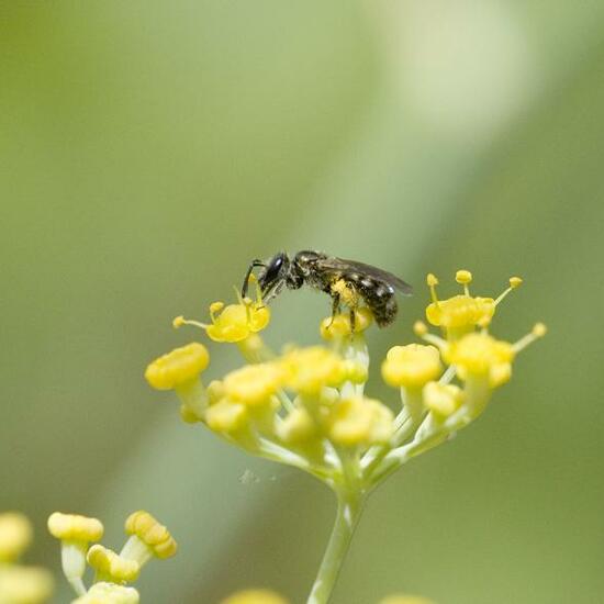 Lasioglossum morio: Animal in habitat Garden in the NatureSpots App