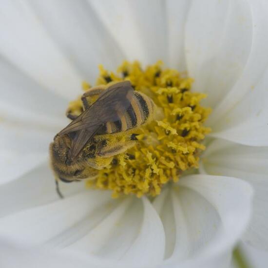 Halictus scabiosae: Animal in habitat Garden in the NatureSpots App