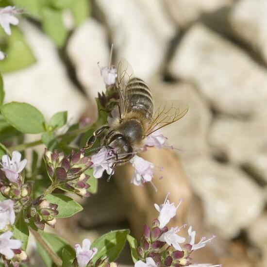 Apis mellifera: Animal in habitat Garden in the NatureSpots App