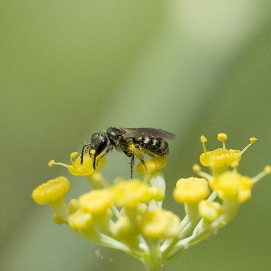 Lasioglossum morio: Animal in habitat Garden in the NatureSpots App