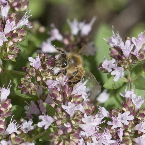 Apis mellifera: Animal in habitat Garden in the NatureSpots App