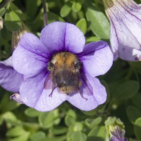 Bombus pascuorum: Animal in habitat Garden in the NatureSpots App