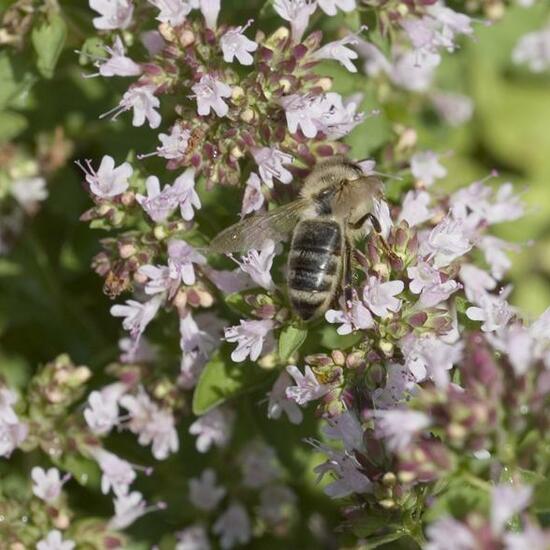 Apis mellifera: Animal in habitat Garden in the NatureSpots App