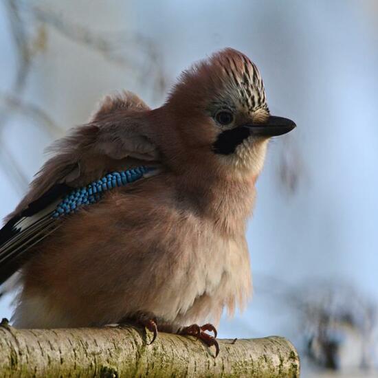 Eurasian Jay: Animal in habitat Backyard in the NatureSpots App