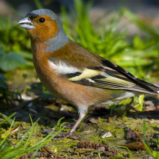 Common Chaffinch: Animal in habitat Backyard in the NatureSpots App