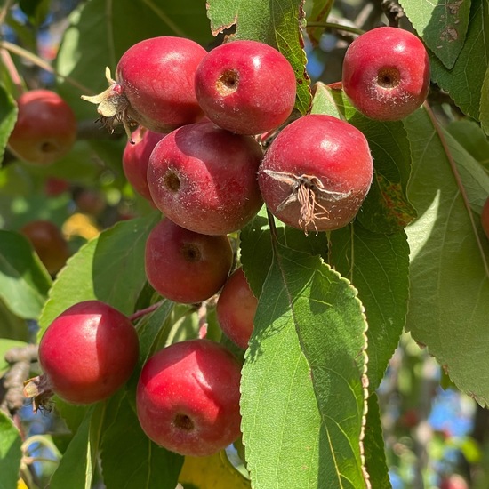 Malus floribunda: Plant in habitat City or Urban habitat in the NatureSpots App