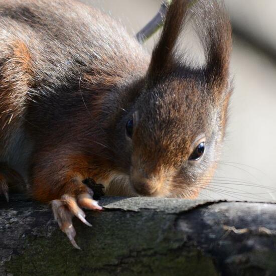 Red squirrel: Animal in habitat Backyard in the NatureSpots App