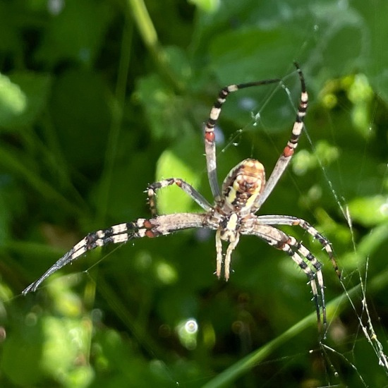 Argiope bruennichi: Animal in habitat Garden in the NatureSpots App