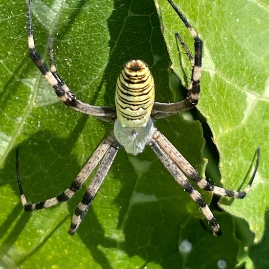 Argiope bruennichi: Animal in habitat Garden in the NatureSpots App