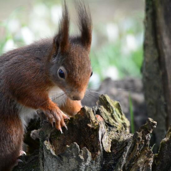 Red squirrel: Animal in habitat Backyard in the NatureSpots App