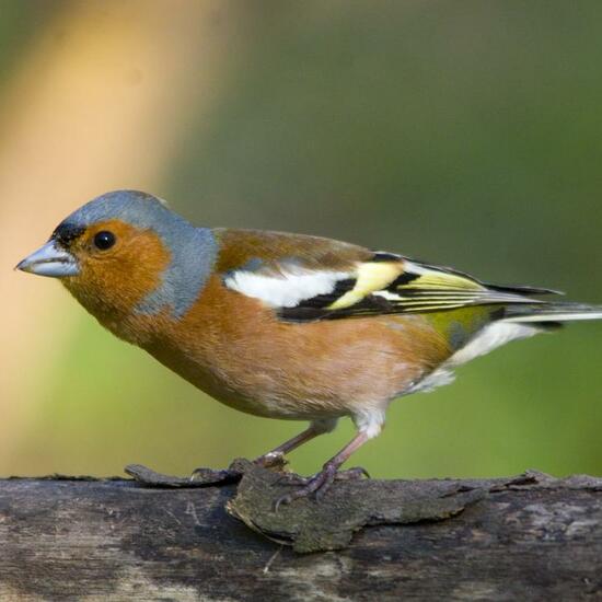 Common Chaffinch: Animal in habitat Backyard in the NatureSpots App