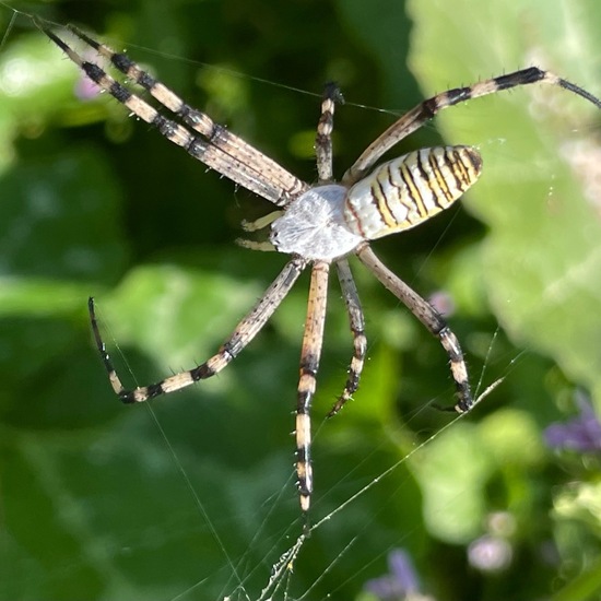 Argiope bruennichi: Animal in habitat Garden in the NatureSpots App