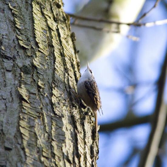 Short-toed Treecreeper: Animal in habitat Backyard in the NatureSpots App