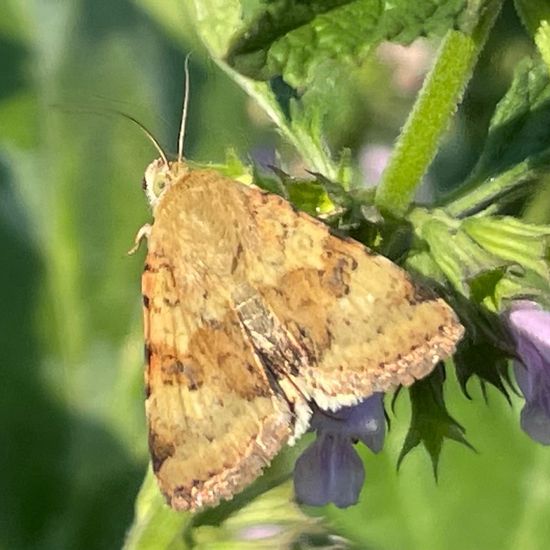 Heliothis viriplaca: Animal in habitat Garden in the NatureSpots App