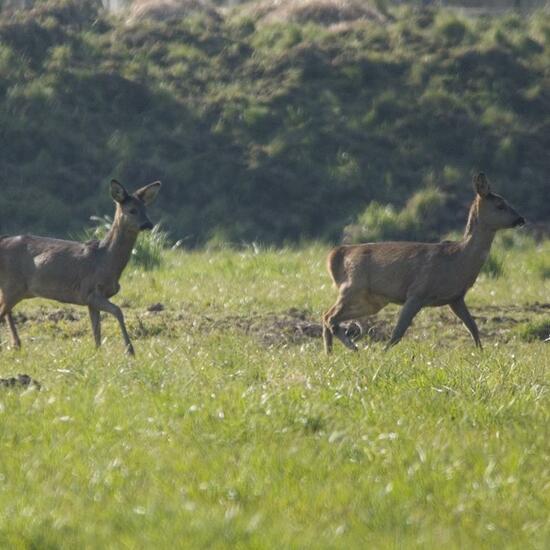 Roe deer: Animal in habitat Agricultural meadow in the NatureSpots App