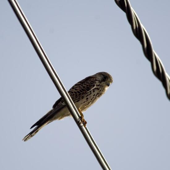 Common Kestrel: Animal in habitat Agricultural meadow in the NatureSpots App
