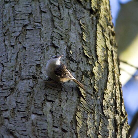 Short-toed Treecreeper: Animal in habitat Backyard in the NatureSpots App