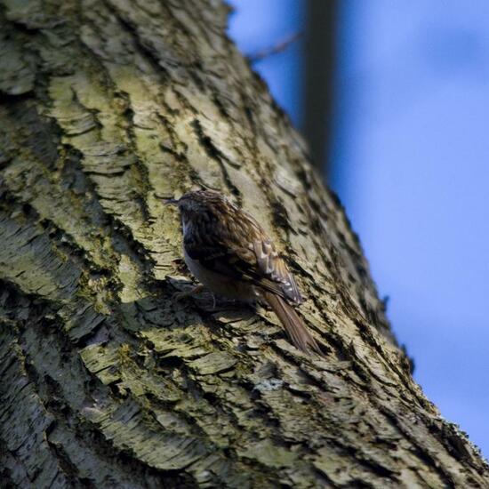 Short-toed Treecreeper: Animal in habitat Backyard in the NatureSpots App