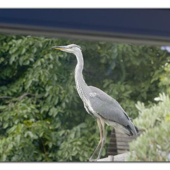 Grey Heron: Animal in habitat Garden in the NatureSpots App