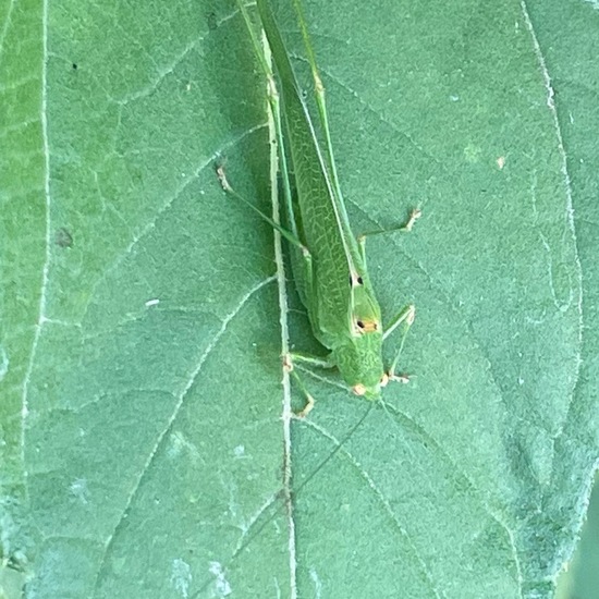 Tettigonia viridissima: Animal in habitat Garden in the NatureSpots App