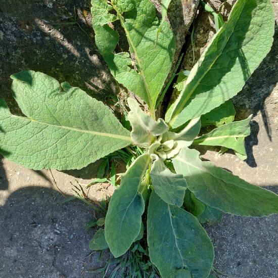 Verbascum thapsus: Plant in nature in the NatureSpots App