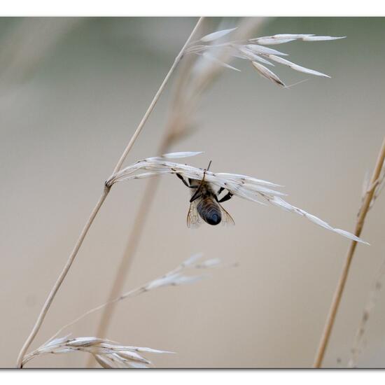 European dark bee: Animal in habitat Natural Meadow in the NatureSpots App