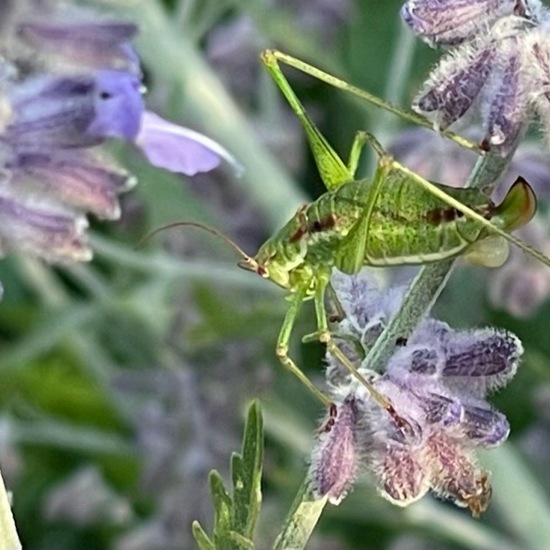 Speckled bush-cricket: Animal in habitat Garden in the NatureSpots App