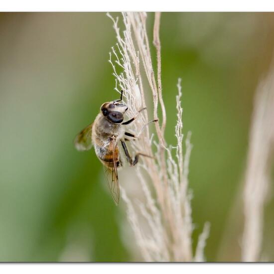 Eristalis tenax: Animal in habitat Natural Meadow in the NatureSpots App