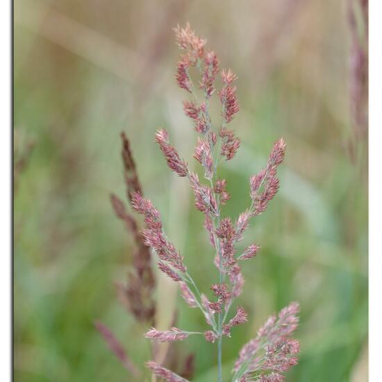 Polypogon viridis: Plant in habitat Natural Meadow in the NatureSpots App