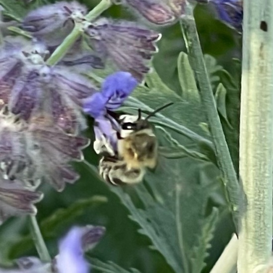 Apidae: Animal in habitat Garden in the NatureSpots App
