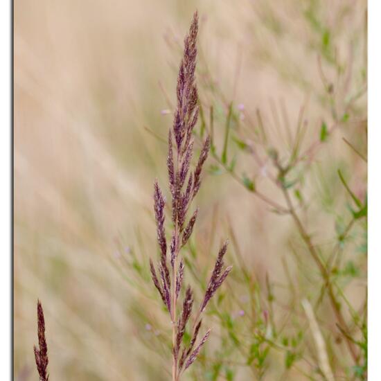 Festuca rubra: Plant in habitat Natural Meadow in the NatureSpots App