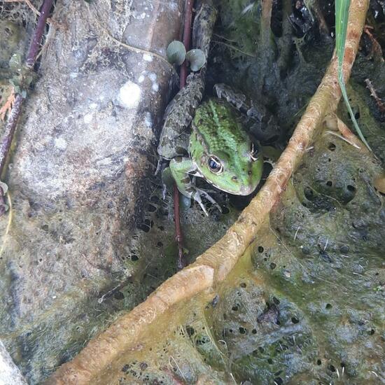 Marsh Frog: Animal in nature in the NatureSpots App