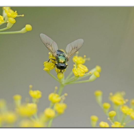 Chloromyia formosa: Animal in habitat Garden in the NatureSpots App