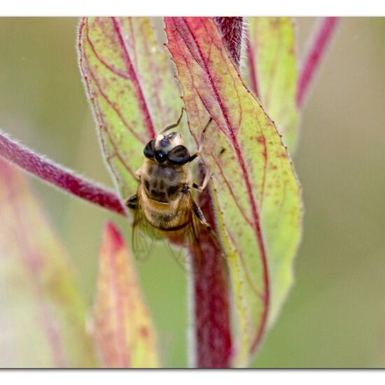 Eristalis tenax: Animal in habitat Natural Meadow in the NatureSpots App