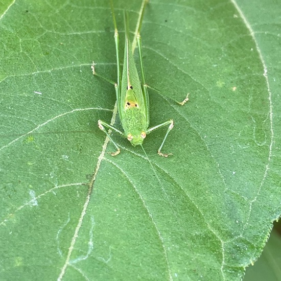 Tettigonia viridissima: Animal in habitat Garden in the NatureSpots App