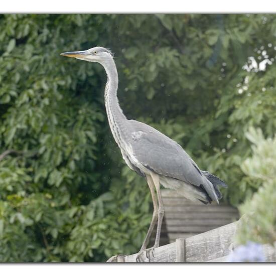 Grey Heron: Animal in habitat Garden in the NatureSpots App