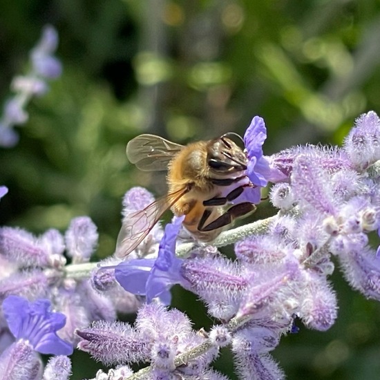 Apidae: Animal in habitat Garden in the NatureSpots App