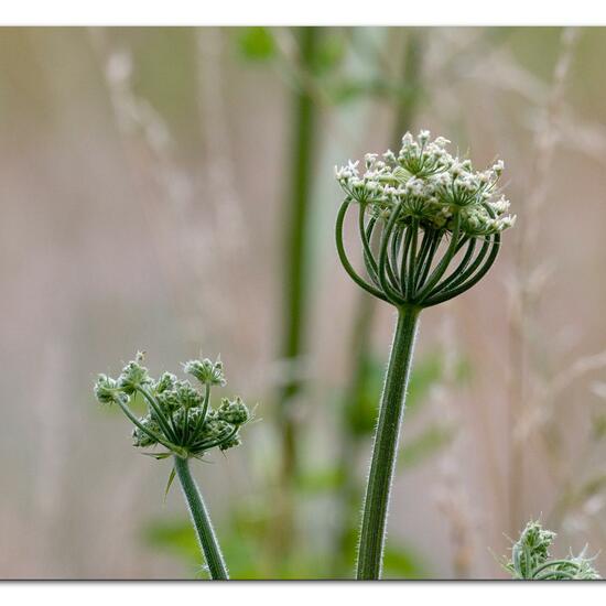 Heracleum sphondylium: Plant in habitat Natural Meadow in the NatureSpots App