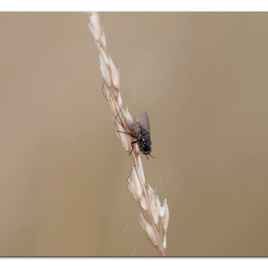 Musca autumnalis: Animal in habitat Natural Meadow in the NatureSpots App