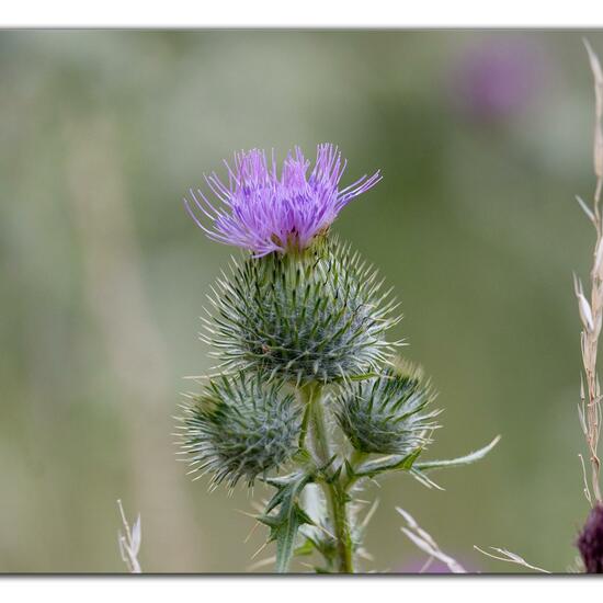 Cirsium vulgare: Plant in habitat Natural Meadow in the NatureSpots App