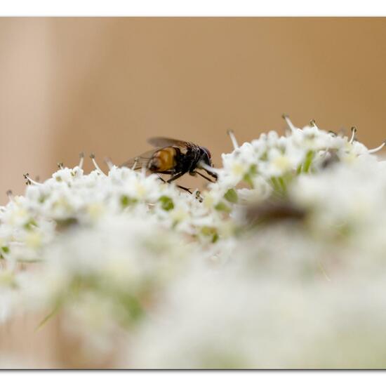 Musca autumnalis: Animal in habitat Natural Meadow in the NatureSpots App