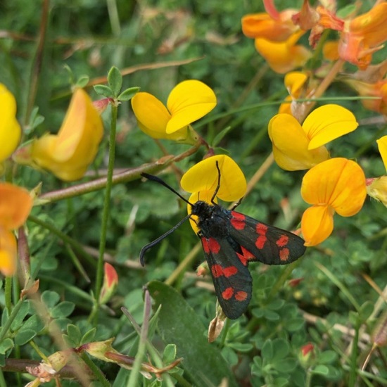 Six-spot Burnet: Animal in habitat Shrubland in the NatureSpots App